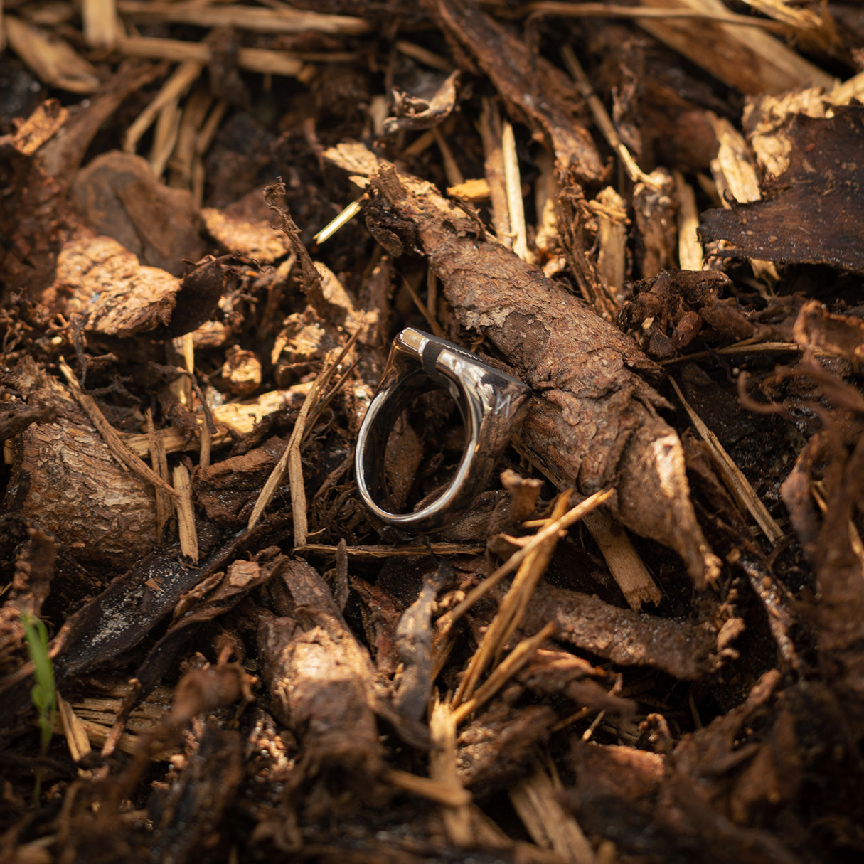 Single silver-colored titanium signet ring, 15x15 mm wide surface which has been cut through the middle, lying in nature.